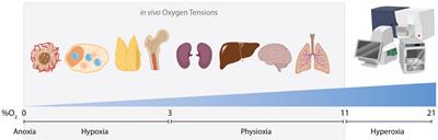 Hypoxia-adenosinergic regulation of B cell responses